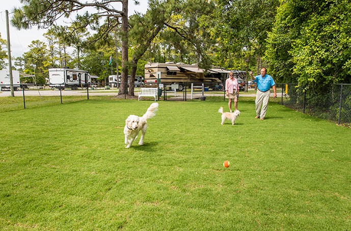 RVing with your dog